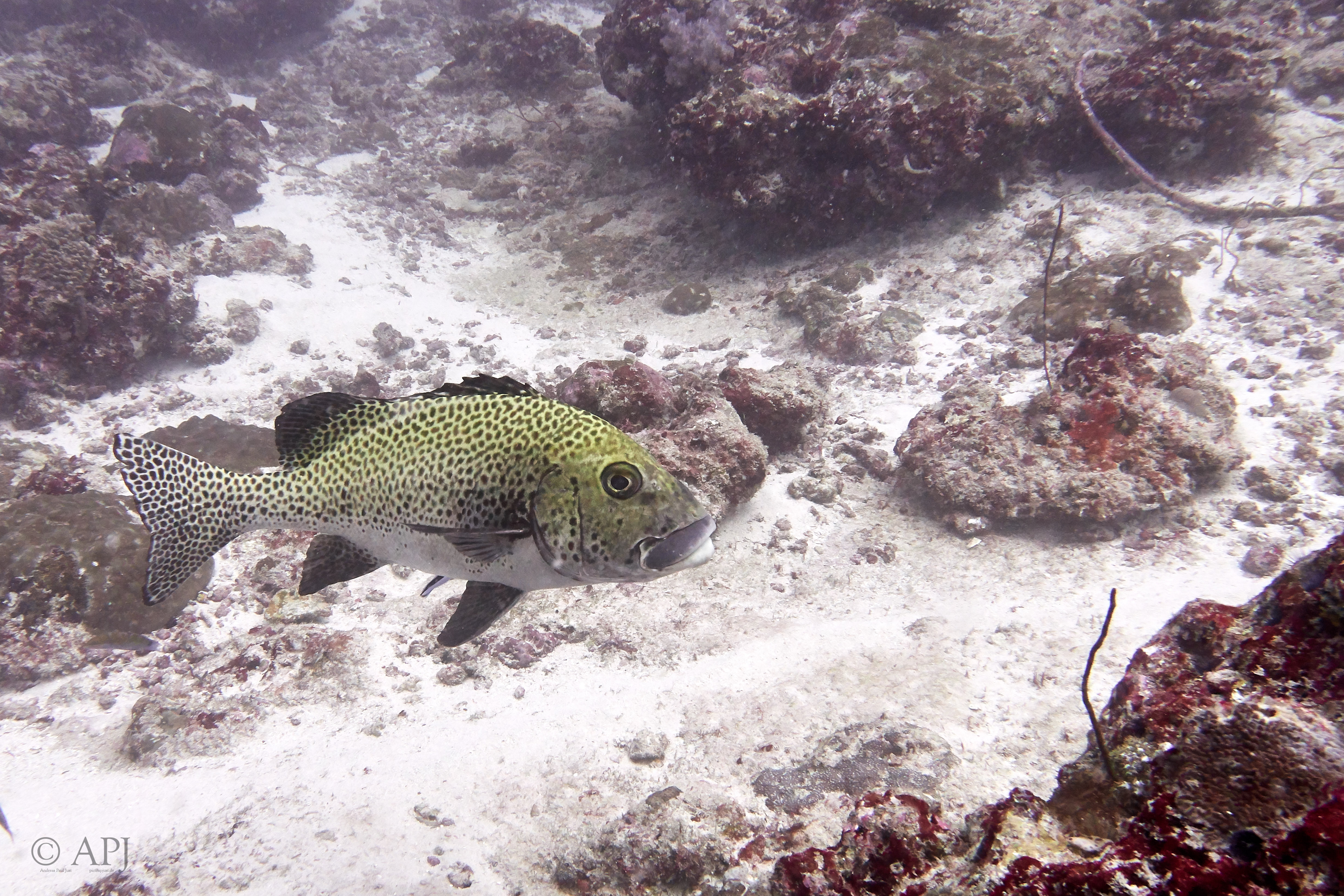 000521 14 08 17  Canon PowerShot G7 X Mark II   Malediven2017